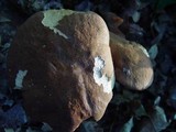 Boletus fragrans image