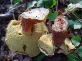 Boletus fragrans image
