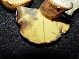 Boletus fragrans image