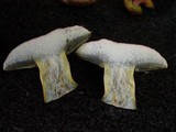 Boletus fragrans image