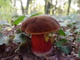 Boletus erythropus image