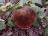 Boletus erythropus image