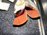 Boletus erythropus image