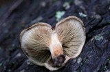 Paxillus involutus image