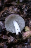 Russula cyanoxantha image