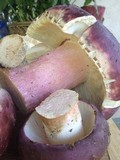 Russula xerampelina image