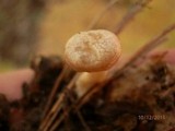Clitocybe compressipes image