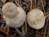 Clitocybe compressipes image