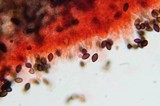 Panaeolus olivaceus image