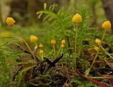 Mycena oregonensis image