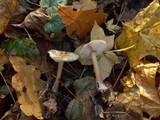 Rhodocollybia butyracea image