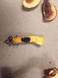Chroogomphus vinicolor image
