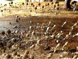 Phleogena faginea image