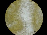 Chroogomphus vinicolor image