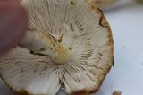 Amanita flavorubens image