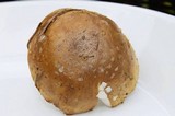 Amanita flavorubens image
