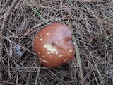 Suillus brevipes image