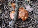 Suillus brevipes image