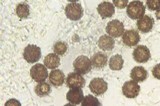 Scleroderma cepa image