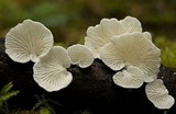 Cheimonophyllum candidissimum image