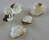 Cheimonophyllum candidissimum image
