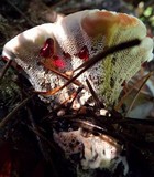 Hydnellum peckii image