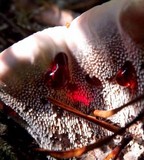 Hydnellum peckii image