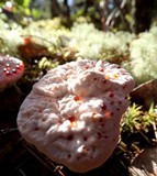Hydnellum peckii image