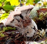 Hydnellum peckii image