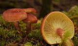 Tricholomopsis rutilans image