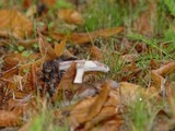 Russula cyanoxantha image