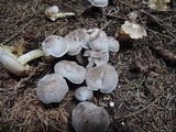 Tricholoma scalpturatum image