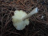 Tricholoma scalpturatum image