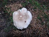 Tricholoma scalpturatum image