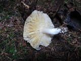 Tricholoma scalpturatum image