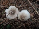 Tricholoma scalpturatum image
