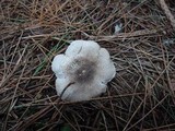 Tricholoma scalpturatum image