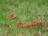 Paxillus involutus image