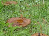 Paxillus involutus image