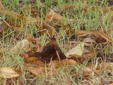 Paxillus involutus image