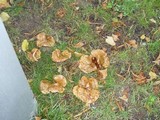 Paxillus involutus image