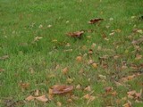 Paxillus involutus image