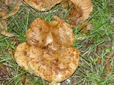 Paxillus involutus image