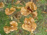 Paxillus involutus image