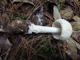 Amanita chrysoblema image