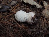Amanita chrysoblema image