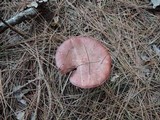 Chroogomphus vinicolor image