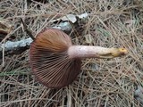 Chroogomphus vinicolor image