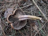 Chroogomphus vinicolor image