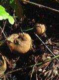 Scleroderma verrucosum image